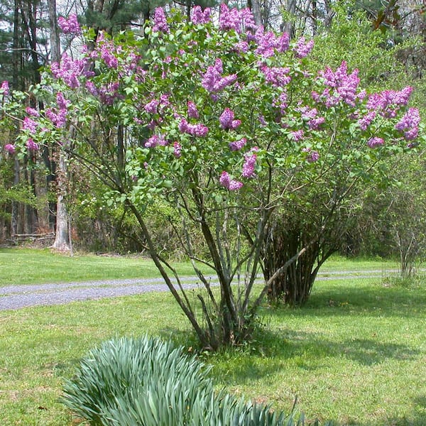 Spring Hill Nurseries President Grevy French Hybrid Lilac, Live Bareroot Deciduous Flowering Shrubs with Light Purple Flowers (3-Pack)