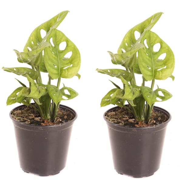 PLANTS BY POST 4 in. Monstera Adansonii Plant in Grower Pot (2-Pack)