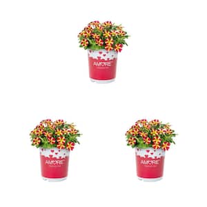 2 QT. Amore Queen of Hearts Red and Yellow Petunia Annual Plant (3-Pack)