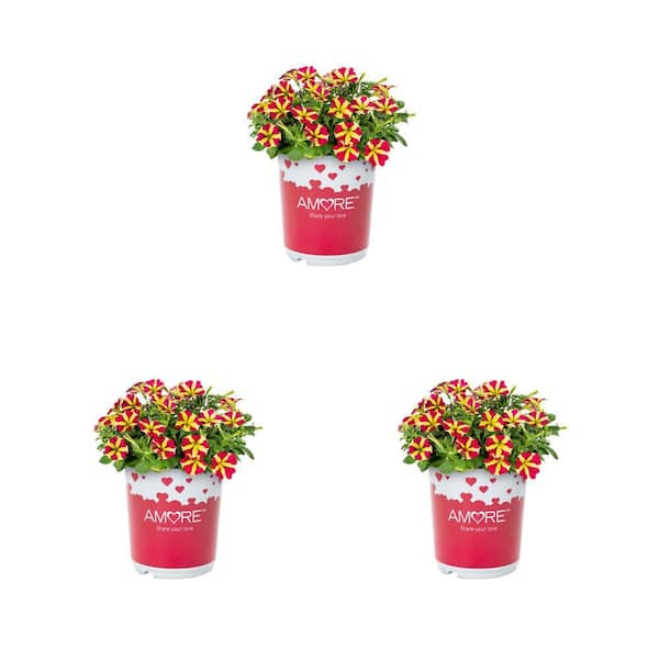 METROLINA GREENHOUSES 2 QT. Amore Queen of Hearts Red and Yellow Petunia Annual Plant (3-Pack)