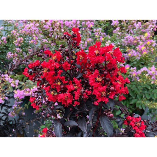 2 gal. Center Stage Red Crape Myrtle (Lagerstroemia Indica) Live Flowering Shrub with Cherry-Ruby Red Flowers