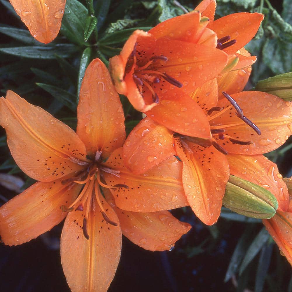 Vigoro 2 QT Lily 'Tiny Double Dutch' Orange Perennial Plant