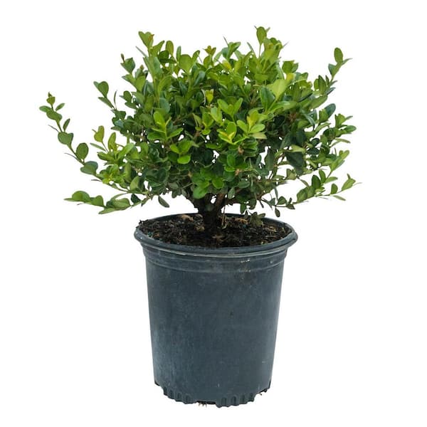 Green Velvet Boxwood (Buxus), Live Jumbo Bareroot Evergreen Shrub (1-Pack)