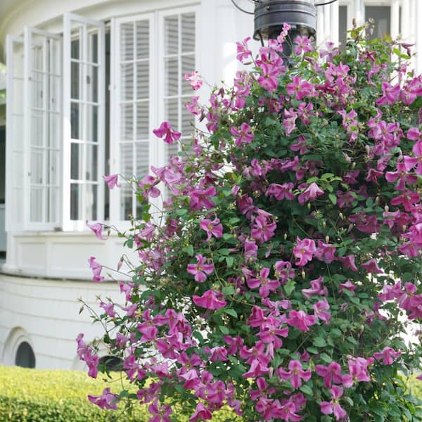 PROVEN WINNERS 1 Gal. Pink Mink (Clematis) Live Shrub, Pink