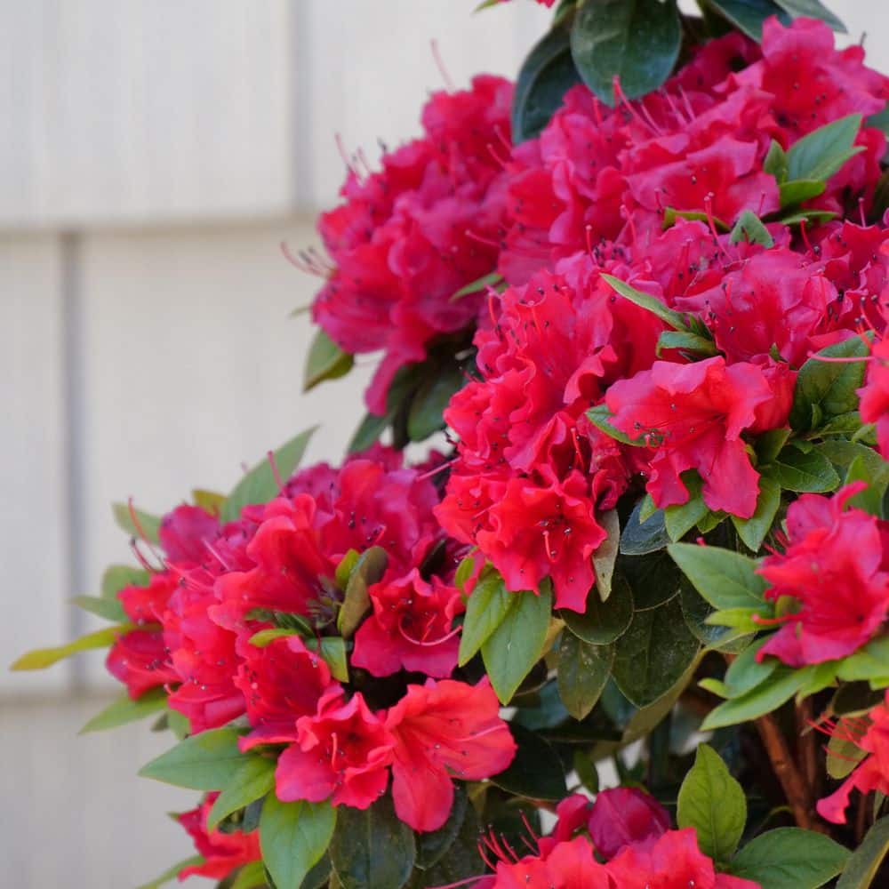 2 Gal. Perfecto Mundo Red Reblooming Azalea (Rhododendron) Shrub with Red Flowers price history on PriceWatchPro