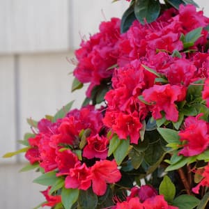 2 Gal Perfecto Mundo Double Red Reblooming Azalea (Rhododendron) Live Plant, Red Flowers