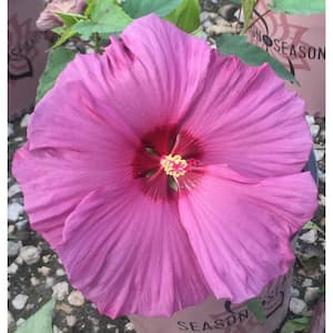 1 Gal. Summer Spice with Purple Blooms Plumb Flambe Hibiscus Plant