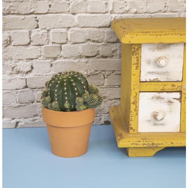 ALTMAN PLANTS 9 cm Cactus in Terra Cotta Clay Pot 0872525 - The