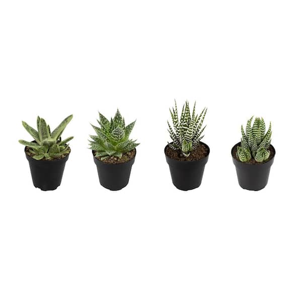 lytter Bloom Perennial ALTMAN PLANTS Indoor Succulent 2.5 in. Low Light Assorted Haworthia and  Gasteria(4-Pack) 0881166 - The Home Depot
