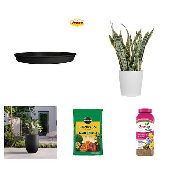 16in. Concrete Planter, Snake Plant in 10in. Pot, Plant Food 2 lbs, Soil 1.5 cu. ft. and 14.1in. Saucer Combo