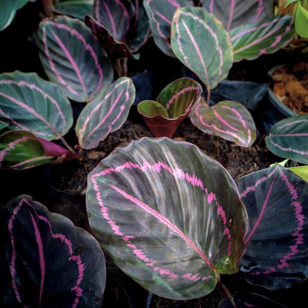national PLANT NETWORK 4 in. SpaceScape Houseplant Prayer Plant
