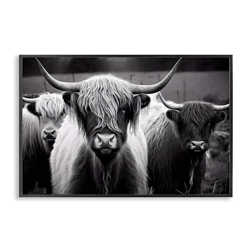 Black & White Highland Cows by Franklyn Gregory Black Framed Animal Giclee Art Print 12 in. x 18 in. price history on PriceWatchPro