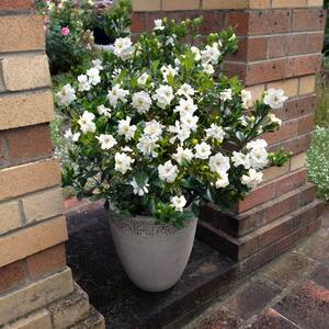 2.5 qt. Gardenia Buttons Flowering Shrub with White Flowers