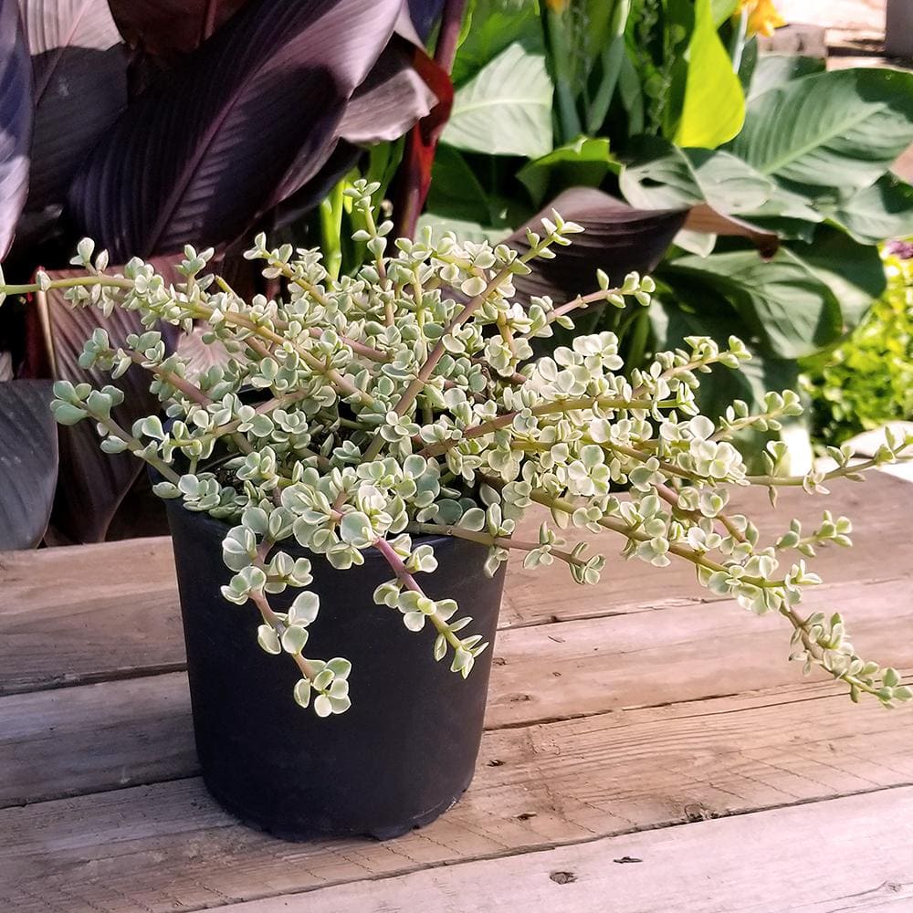 Large Variegated Elephant Bush Succulent in Black Pot