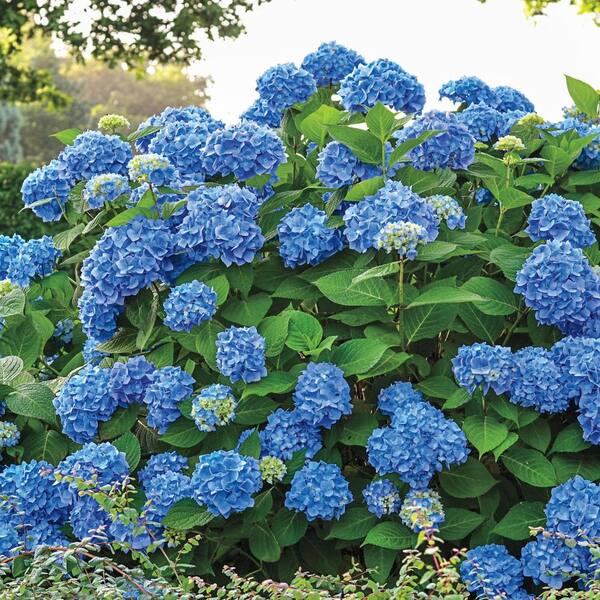Spring Hill Nurseries Endless Summer Twist and Shout Hydrangea, Live Bareroot Plant, Pink or Blue Flowers (1-Pack)