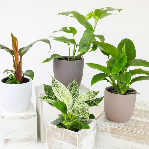 ALTMAN PLANTS Clean Air Philodendron Plant (3-Pack), Easy Live Indoor Plants, Approx. 9 in. Tall, Real Houseplants, 4.25 in. Pots