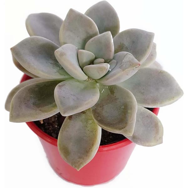 Wekiva Foliage Ghost Plant-4 Live Starter Plants in 2 Inch Growers Pots-Graptopetalum Paraguyense-Silvery Easy Care Succulent