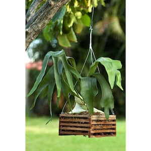 10 in. Square Wood Hanging Basket Twin Pack