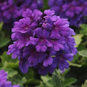 4 in. EnduraScape Purple Bloom Verbena Plant (3-Piece)
