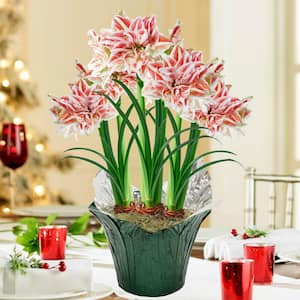 9 in. Pot Dancing Queen Pink and White Flowering Amaryllis 3 Bulb Holiday Gift Kit, Planted in a Foil Wrapped