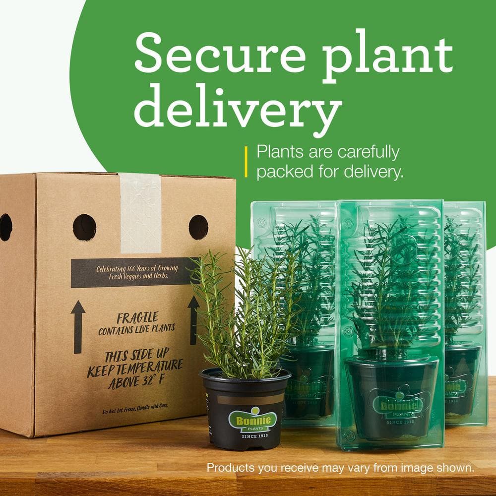 Fresh Green Cilantro Herb Plant 2-Pack