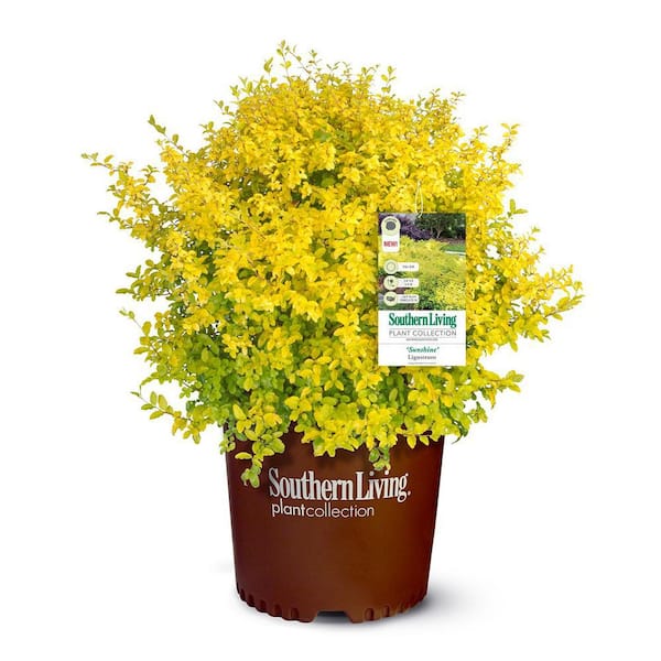 Southern Living 5 Gal. Sunshine Privet Ligustrum Shrub