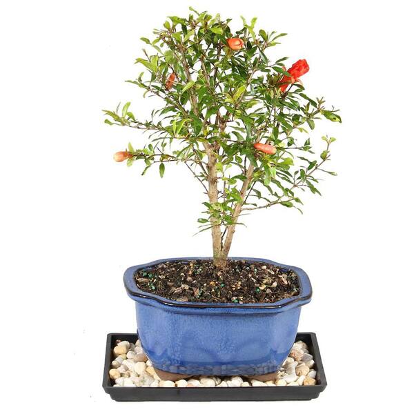 brussel's BONSAI Pomegranate DT0609PG
