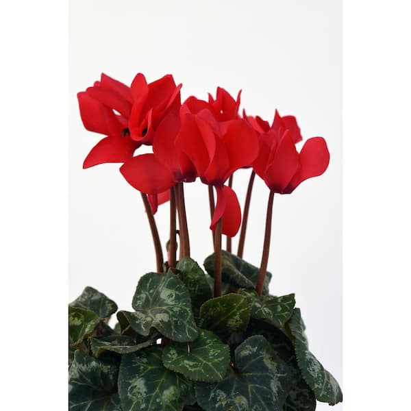 6 in. Cyclamen Plant 19613 - The Home Depot