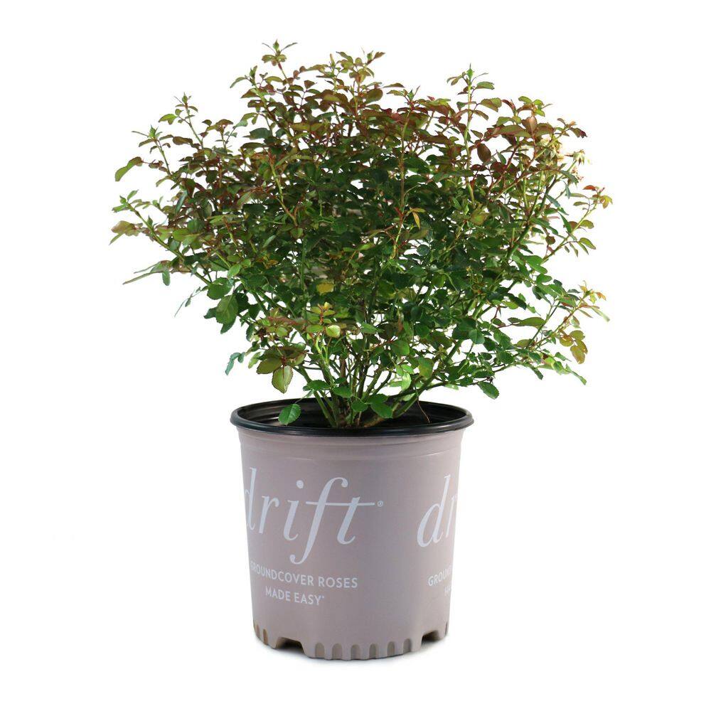 1 gal. Rose Pink Drift Shrub with Pink Flowers price history on PriceWatchPro