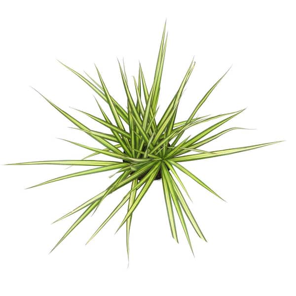 glückskastanie schlafzimmer Glückskastanie mehrstämmig kaufen – Green Me Up main image 0