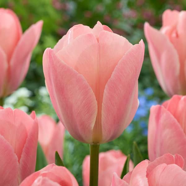 Tulips Mystic Van Eijk (Set of 12) Bulbs