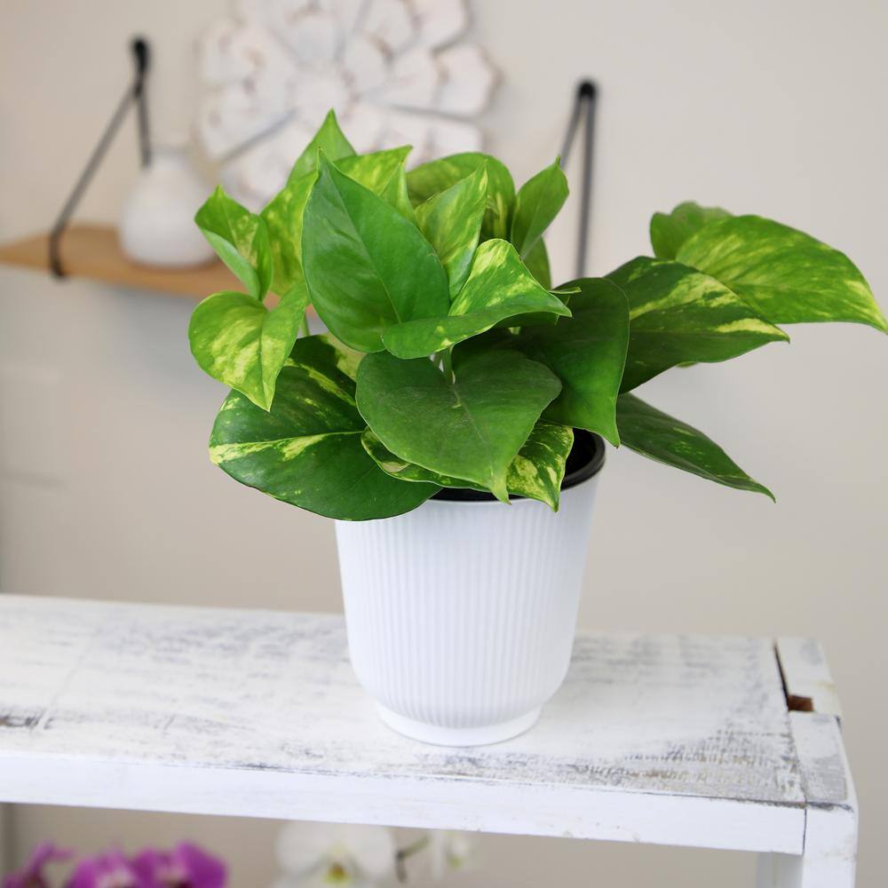 Golden Petite Pothos in White Planter, 4.25 Inch