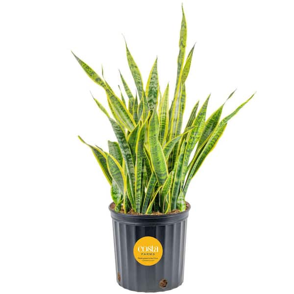 Costa Farms Sansevieria Laurentii Indoor Snake Plant in 8.75 in. Grower Pot, Avg. Shipping Height 1-2 ft. Tall