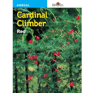 Cardinal Climber Red Seed