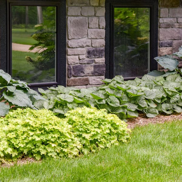 PROVEN WINNERS 1 Gal., 'Jack of Diamonds' (Brunnera) Live Plant