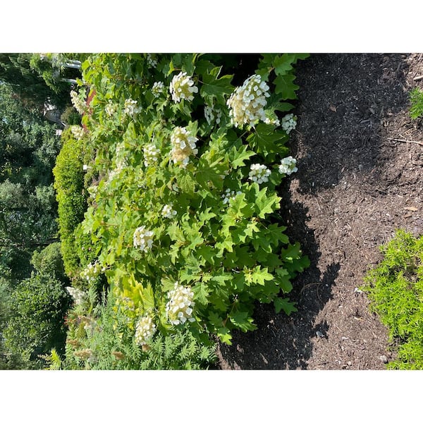 スポーツトイ・アクショントイ hydrangea Aquilegia Hydrangea Toy Soldier™ Oakleaf Hydrangea – Wayside Gardens