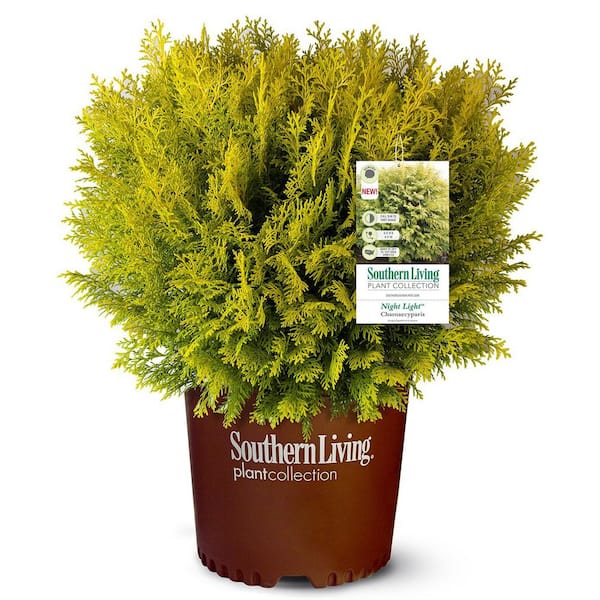 2 Gal. Night Light Chamaecypris (False Cypress) Evergreen Shrub with Bright Yellow and Green Foliage