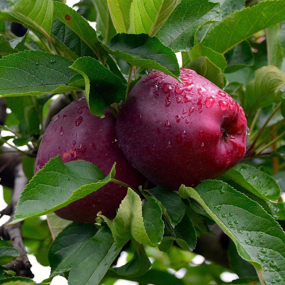 Royal Red Apples from The Fruit Company