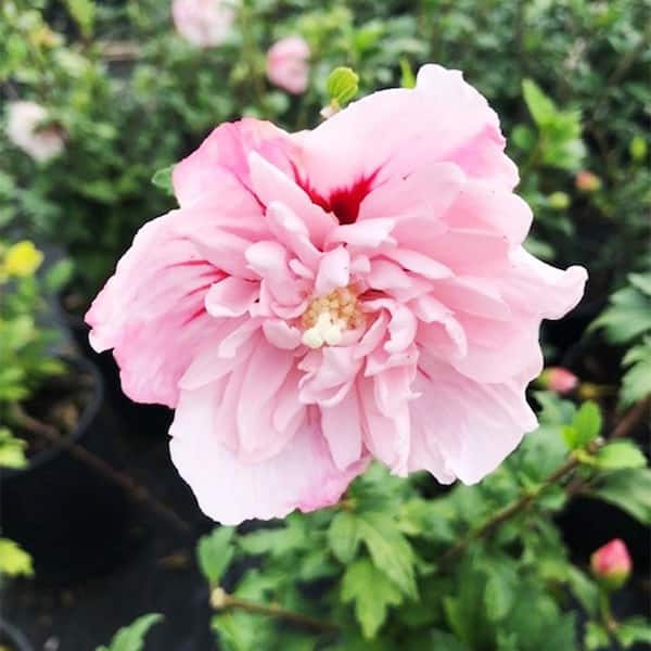 Spring Hill Nurseries 1 Gal. Pot Strawberry Smoothie Rose of Sharon (Althea), Deciduous Flowering Shrub, Light Pink Flowers (1-Pack)