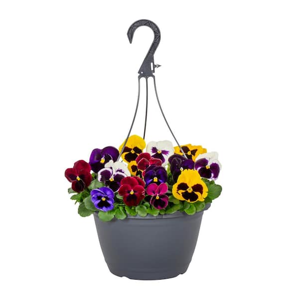 1.25 Gal. Pansy Blotch Mix Decorative Hanging Basket Annual Plant (1-Pack)