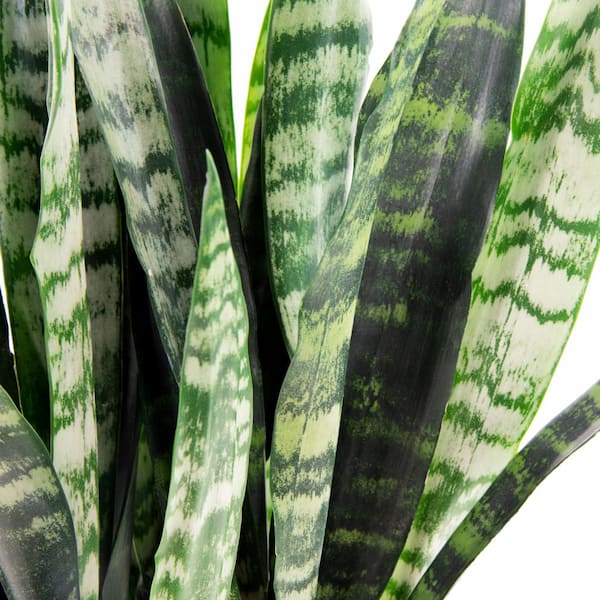 national PLANT NETWORK 6 In. Snake Plant 'Black Coral' Sansaveria
