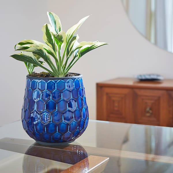 Honeycomb Medium 8 in. Dia 5 qt. Cobalt Blue Ceramic Indoor Pot (2-Pack)