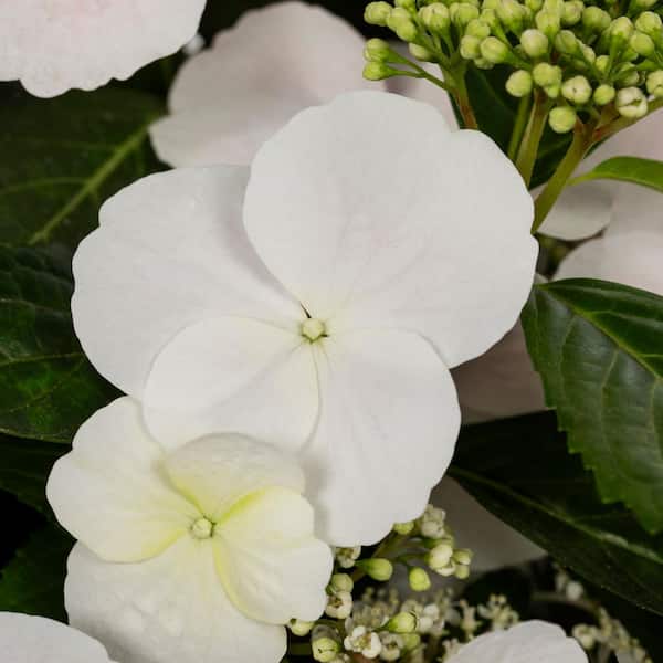 METROLINA GREENHOUSES 2 Gal. Deco Planter Fairytrail Bride