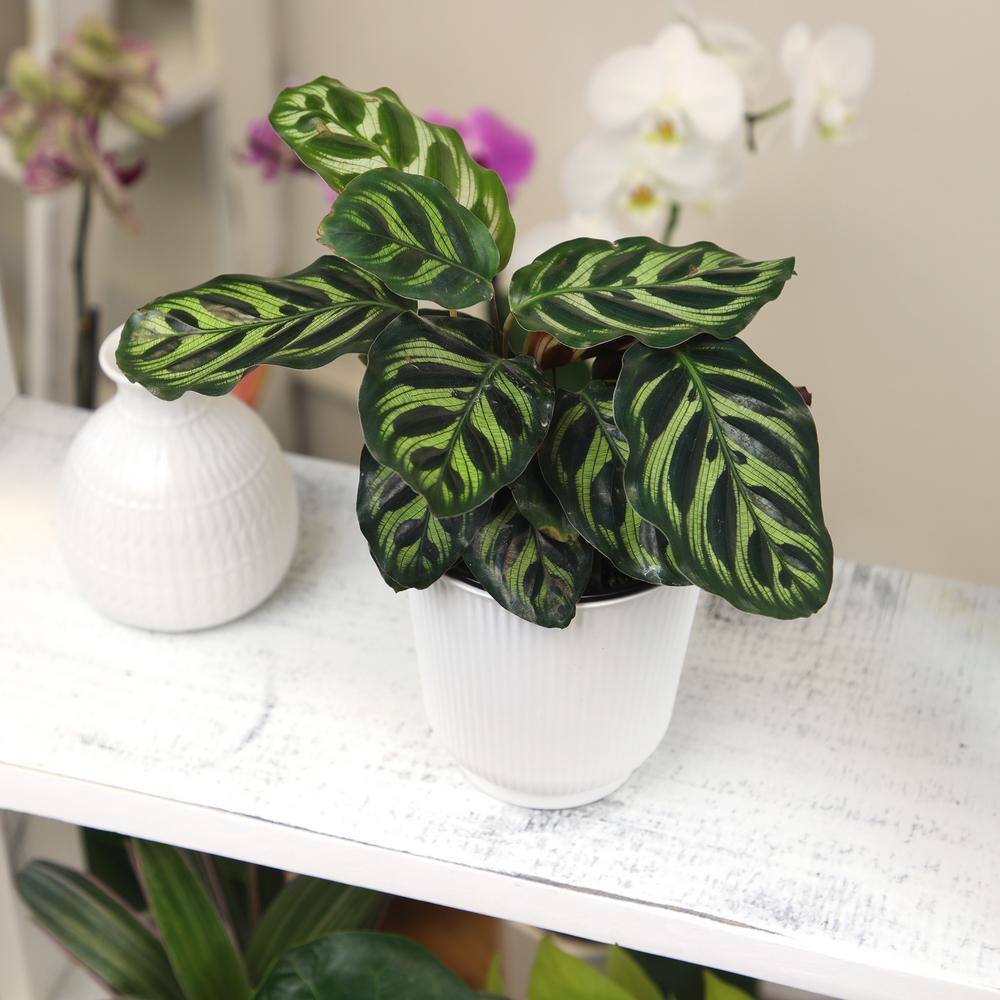 Calathea Makoyana in White Planter, Large Indoor Houseplant