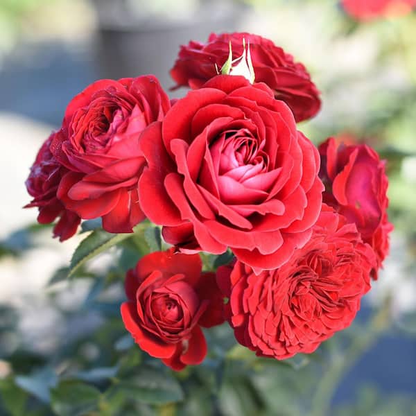 ALTMAN PLANTS 8 QT. True Bloom True Love Rose with Red
