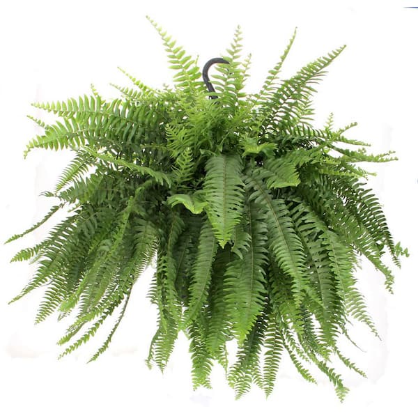 Unbranded Boston Fern (Nephrolepis Exaltata) in 10 in. Hanging Basket
