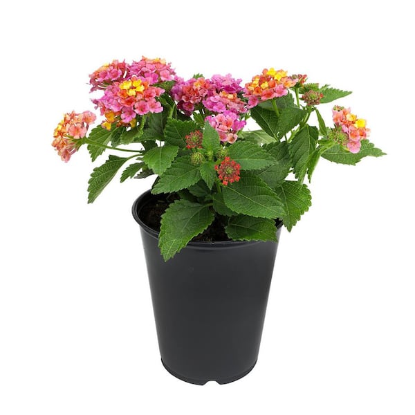 ALTMAN PLANTS 1.71-Pint Yellow and Pink Lantana Plant