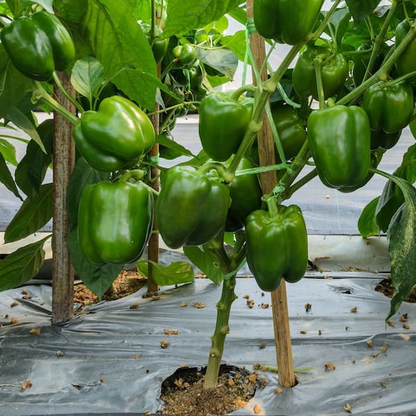 national PLANT NETWORK 2.5 in. Chile Pepper Touchdown Plant (3-Pack) HD2262  - The Home Depot