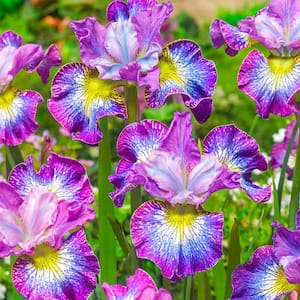How Audacious Siberian Iris Live Bareroot Perennial with Multi-Colored Flowers(3-Pack)