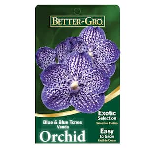 4 in. Orchid Blue Vanda Package Plant Plastic Basket
